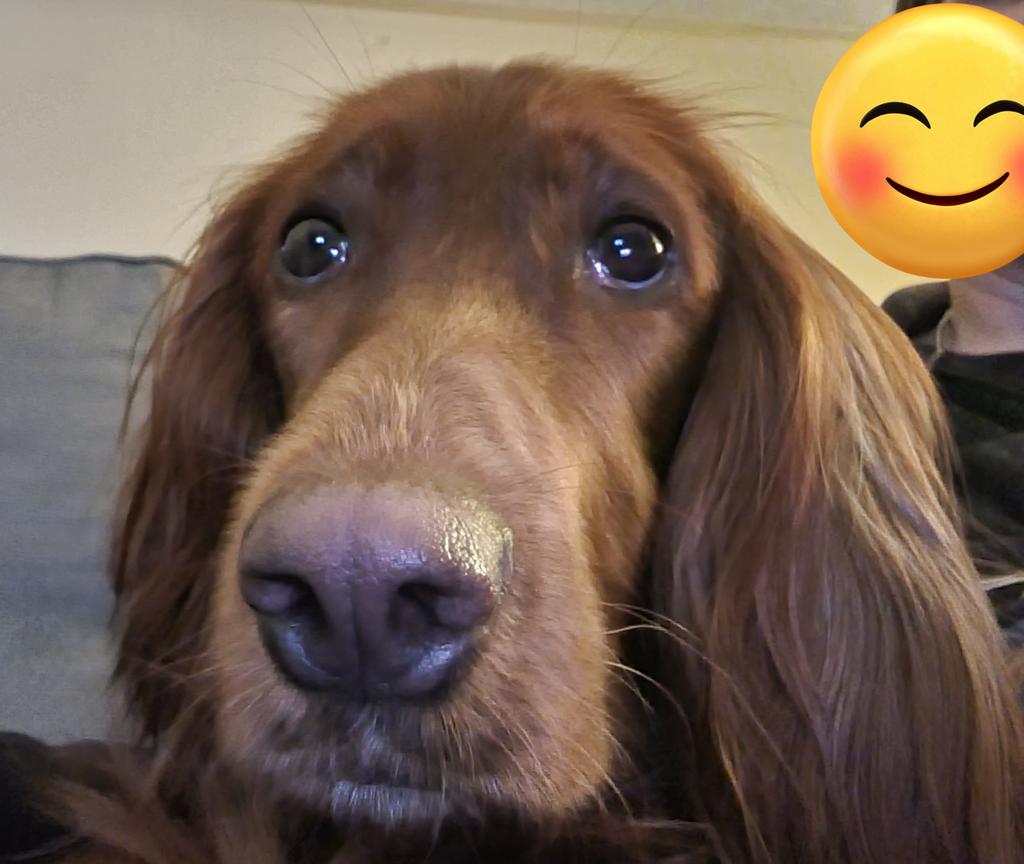 Wir wünschen euch einen knuffeligen Abend und später eine schnürfelige Nacht 🌺🐶😘