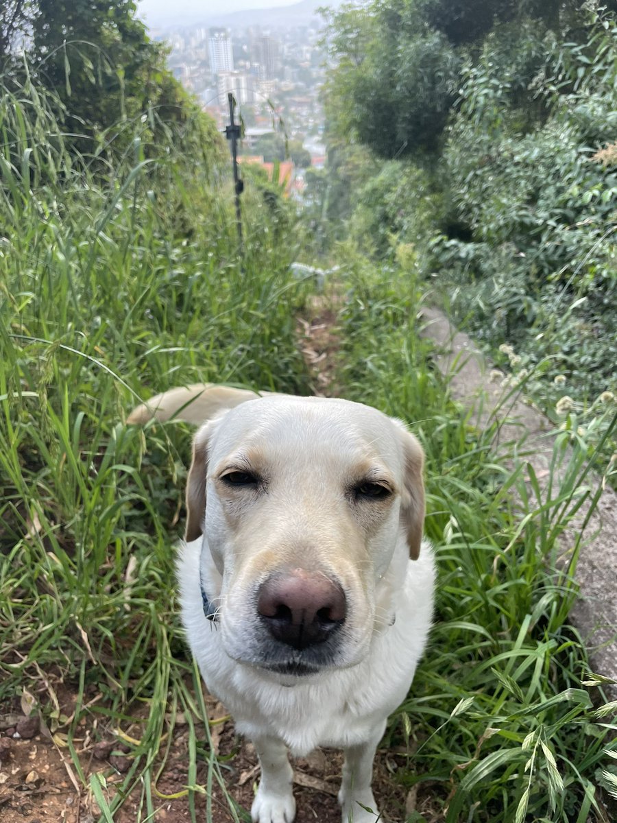 Emily_Summers1's tweet photo. Took a moment today to spend some time with my bestest girl, Lucy the #diplodog, to breath and be grateful for what I have https://t.co/dH9Uv7rSYh