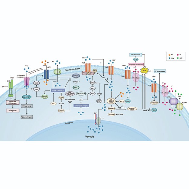 JIPBio's tweet photo. In this #JIPB mini-review, Xiao et al. discuss strategies for mitigating NH4+ toxicity in #plants and potential solutions for improving #nitrogen use efficiency (NUE) and #stress adaptions in #crops. https://t.co/GB5BvwCyO2 @wileyplantsci #JIPB #PlantScience #agriculture #CropSci https://t.co/ApidRViZyN