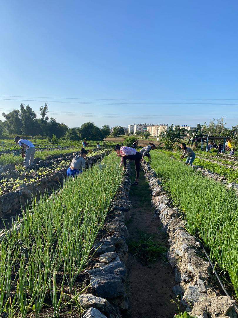 Estudiantes del IPU Federico Engels #PinardelRío se vinculan a la producción de alimentos en organopónicos del territorio.  #UnidosXCuba