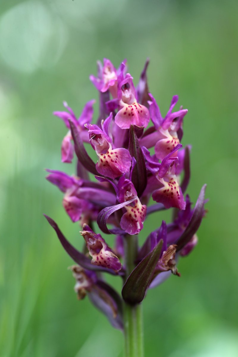 While butterflies are the main focus of this week's featured tour, Spring Butterflies of the French Pyrenees (29 May - 5 June 2024), you'll be tripping over orchids daily too. And maybe a pollinator or two... mariposanature.com/tours/butterfl…