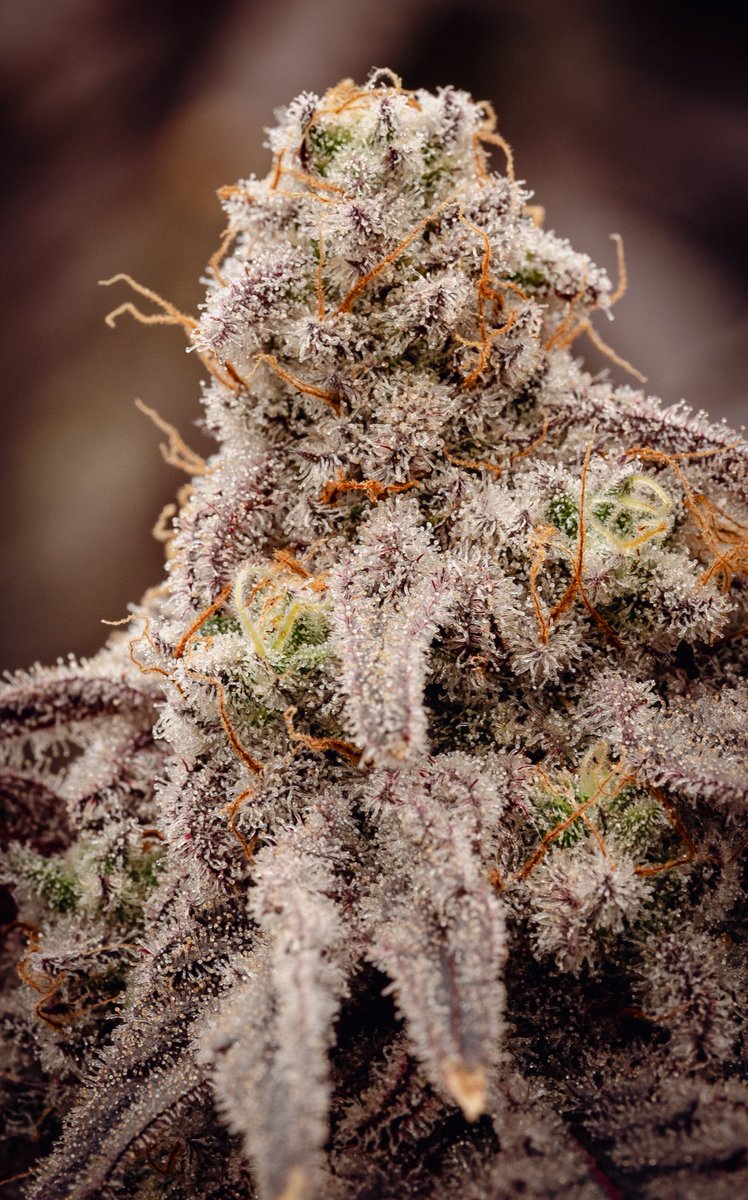 Freedom Town Holdings, LLC tweet media