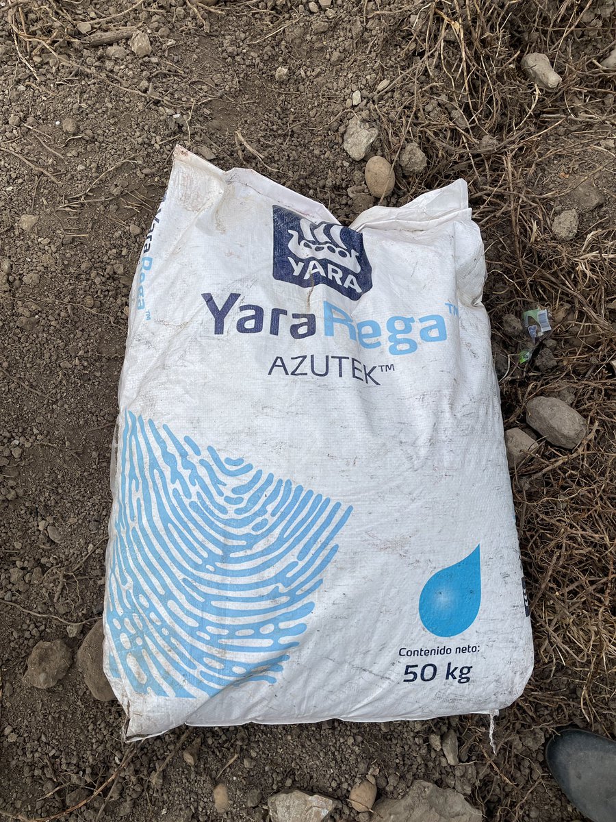 rjrmtoros's tweet photo. Hda Las Porqueras grupo #Inasveraca/@GanaLosRamirez seguimos sembrando país! Aquí vemos otro lote de tierra con papa variedad granola,clase 1era fertilizante #Yarainternarional es nuestro aporte #SeguridadAlimentariavzla #104añostrabajandoporvenezuela 
#104añostrabajandolatierra https://t.co/HId0Axxnfu