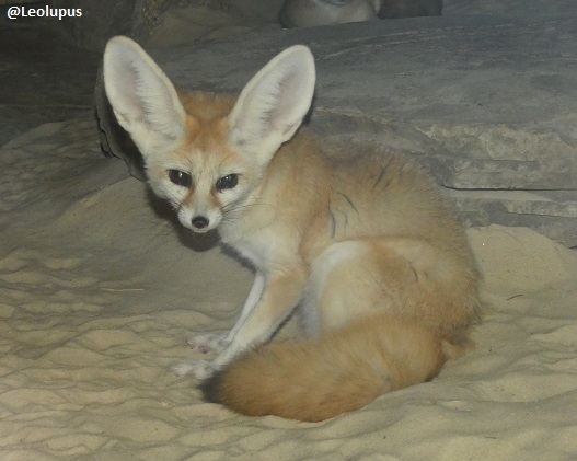 The fennec fox, smallest member of the dog family - but with the biggest ears! #foxes #dogs #canids #mammals #wildlife #animals