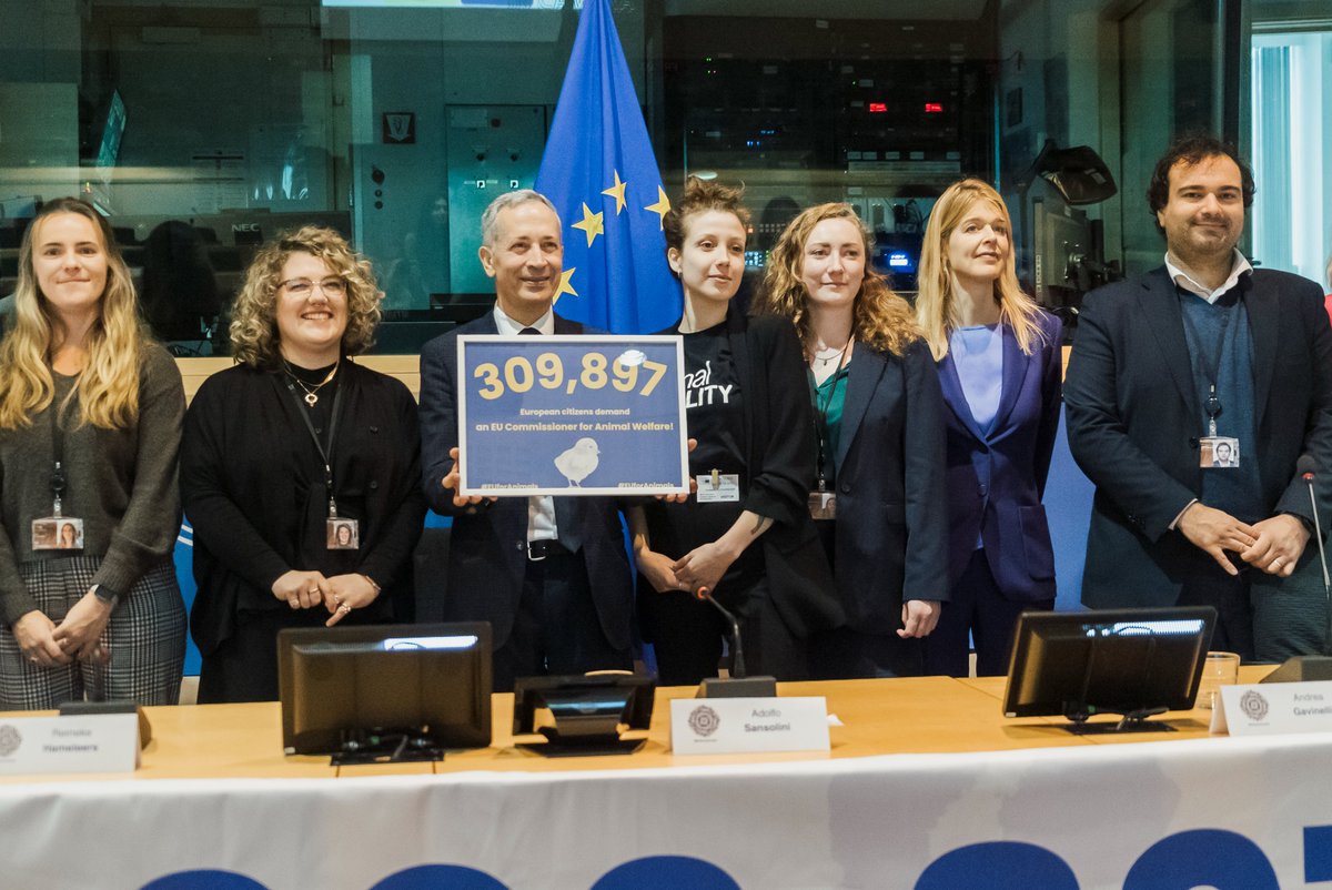 🇪🇺 Più di 300 MILA firme per dare una voce più forte agli animali in Europa!

Ieri a Bruxelles abbiamo consegnato le firme della campagna #EUforanimals, lanciata dall’organizzazione GAIA nel 2021 per chiedere un Commissario europeo per il benessere degli animali in Europa.