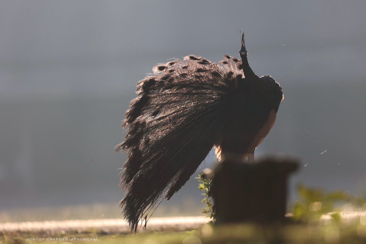 JTStory2008's tweet photo. Warm on a cold morning.

#jtstory #youngphotographer #wildlifephotographer
#nature #naturephotography #wildlife #photography #peacock #thailand #thailandwildlife https://t.co/vjR2yoWHr7