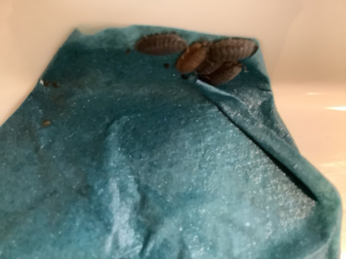 LIlesY1Hardwic1's tweet photo. #HardwickPA
#HardwickSTEM
Year 2 scientific enquiry. 
Do woodlice prefer a dry or damp environment?
@kapowprimary https://t.co/C1CjIzECcF