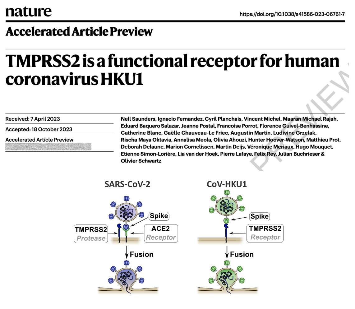 Delighted to share our article @Nature identifying TMPRSS2 as a functional receptor for seasonal #coronavirus HKU1. Congrats to @SaundersNell1 @JBuchrieser and wonderful collaborators from @institutpasteur and @amsterdamumc nature.com/articles/s4158…