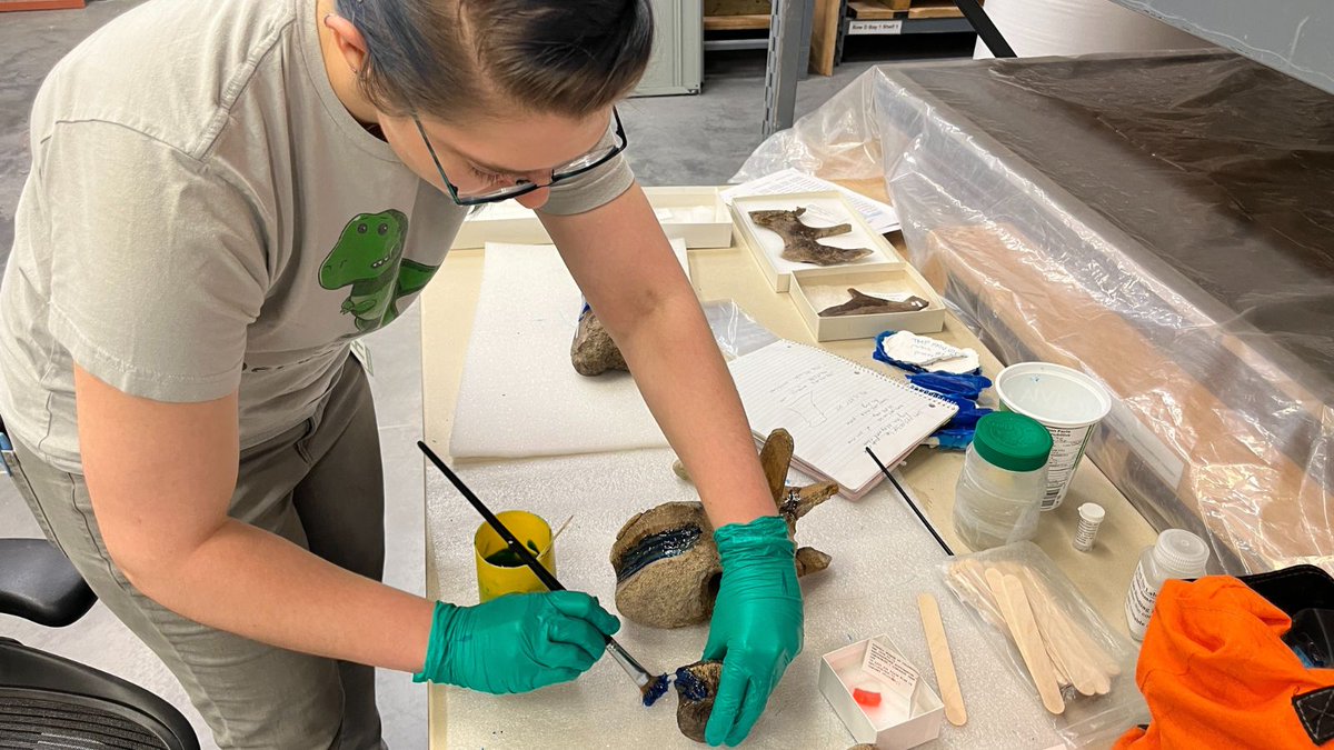RoyalTyrrell's tweet photo. The blue material Taia paints onto the fossils forms a silicone mold, which creates a negative image she can take home and study. #RTMPCollections https://t.co/XAOM38GPJ1