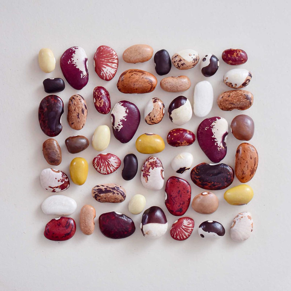 The beauty of bean biodiversity. Cultivars of phaseolus and vigna.