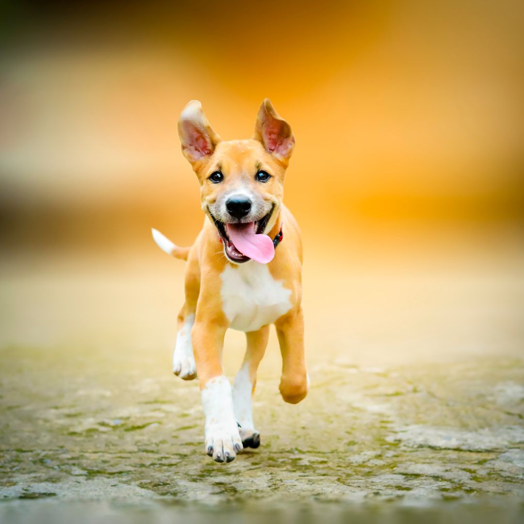 VetriMax's tweet photo. Dive into a pool of health and happiness with VetriMax! 🌊 Tail-wagging experiences await! 🐶 

Email info@vetrimaxproducts.com or Call (855) 289-8629 https://t.co/Xg6JTIxgad