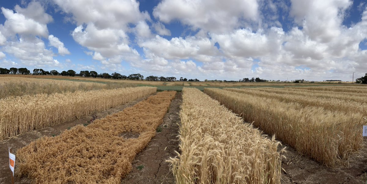 Tony Swan tweet media