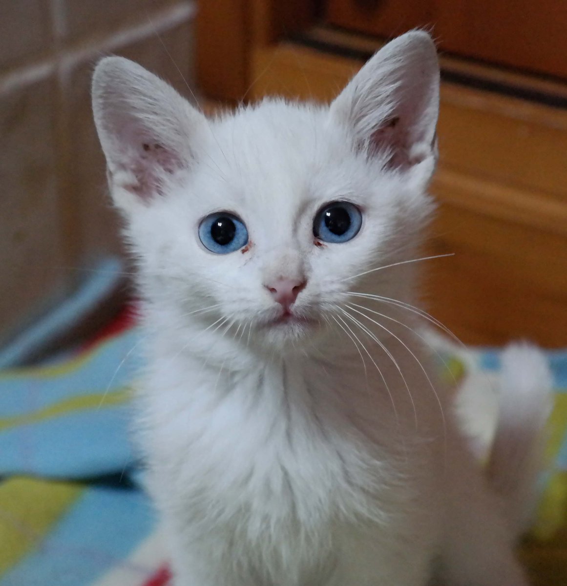 Rivanimal's tweet photo. 🐱SIAM y JADE en ADOPCIÓN‼️
Una gatita y un gatito, de 5 meses, muy buenos, cariñosos y juguetones. Solo se darán en adopción juntos o en casas con más gatos o perros. 
#ADOPCIÓN #adopta #gatos #gatitos #AdopciónResponsable #AdoptaNoCompres #ACOGIDA #acoge #gato https://t.co/yFAtlphfTf