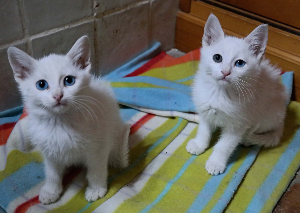 Rivanimal's tweet photo. 🐱SIAM y JADE en ADOPCIÓN‼️
Una gatita y un gatito, de 5 meses, muy buenos, cariñosos y juguetones. Solo se darán en adopción juntos o en casas con más gatos o perros. 
#ADOPCIÓN #adopta #gatos #gatitos #AdopciónResponsable #AdoptaNoCompres #ACOGIDA #acoge #gato https://t.co/yFAtlphfTf