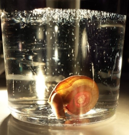 Kirsty Wan 🔬 tweet media