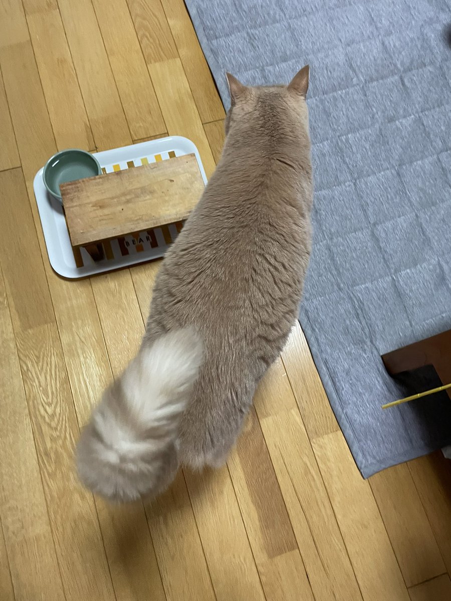mint_0820's tweet photo. ごはんにワクワクしすぎな人🐈✨ https://t.co/H4FzkERJWh