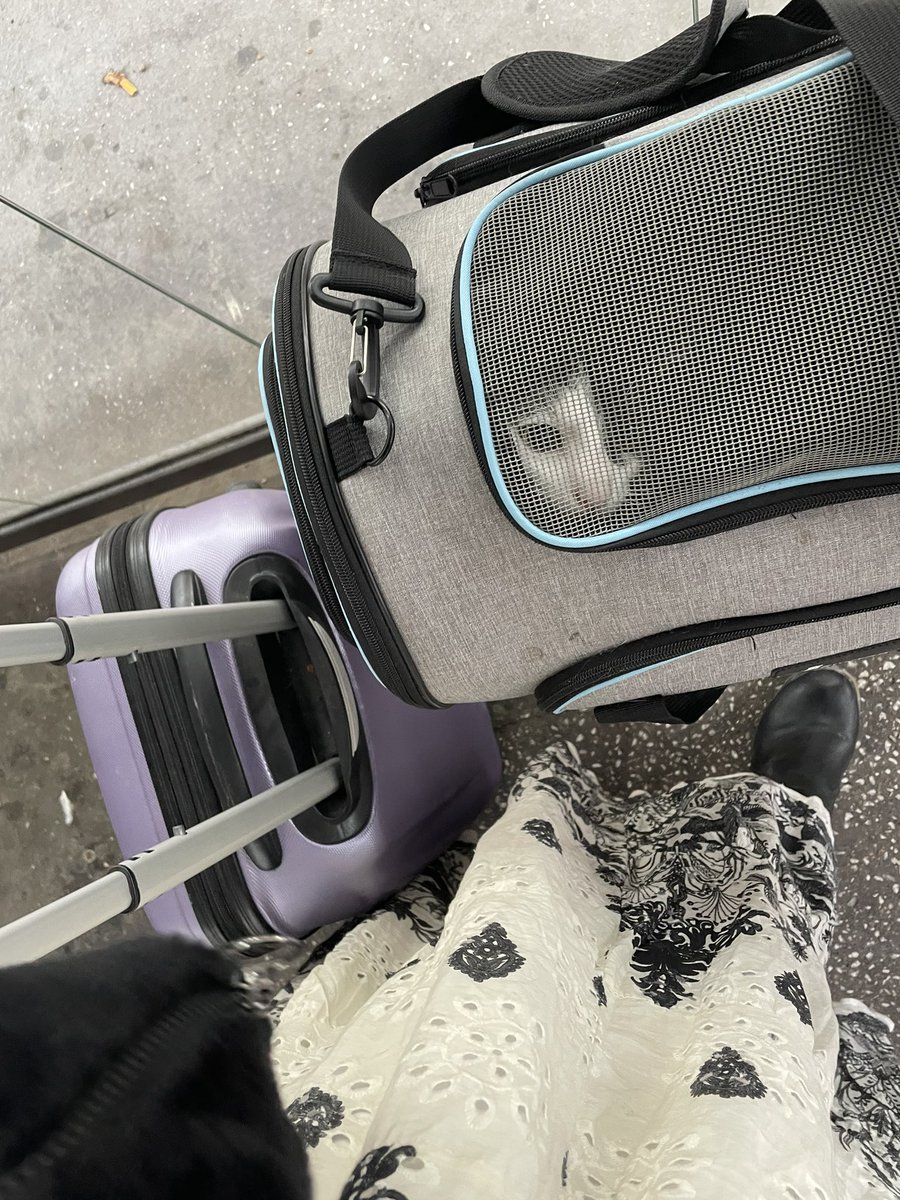 On the road to new adventures. Send to fund this girl’s trip losers💵

findom finsub paypig goddess cashcow humanATM beta walletdrain femdom submission kink whalesub