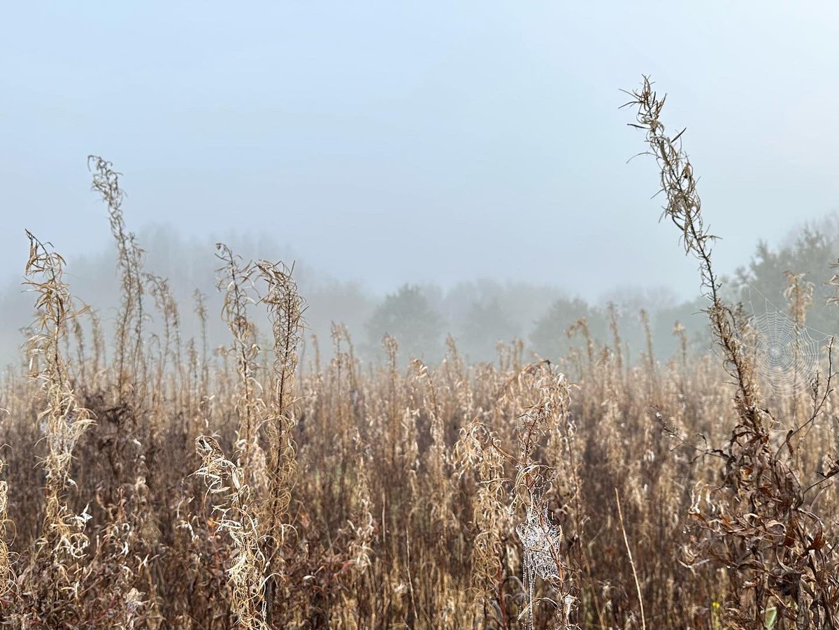 InsightUpNorth's tweet photo. Spooky, misty, webby, #halloween vibes in @ryebankfields #manchester today. Get out there whatever the #weather
#365dayswild #wellbeing #nature #therapy #outdoors #mindfulness #naturephotography #therapistsconnect #therapistscreate #selfcare #mentalhealth #health https://t.co/Tea0VOnBbx