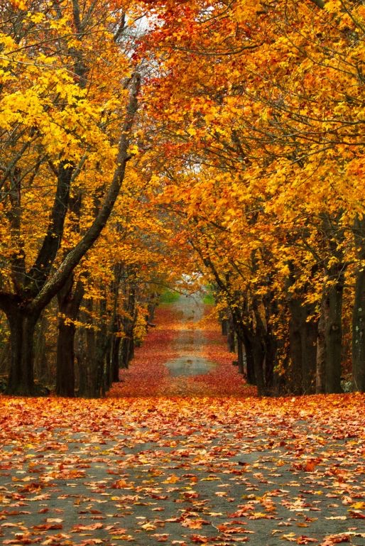 Good day

Autumn road 
Rhode island