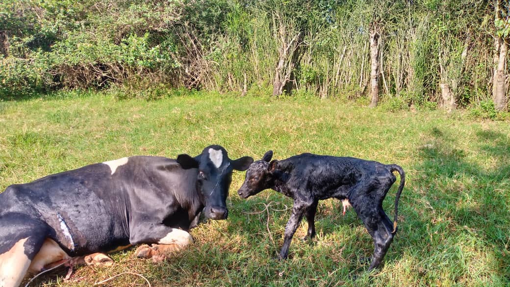 drmgeorgevet's tweet photo. The procedure; Recumbent Right lower Paralumbar Celiotomy.

The Result; Bouncing baby boy.🥳 https://t.co/6qHnJ1EBnz