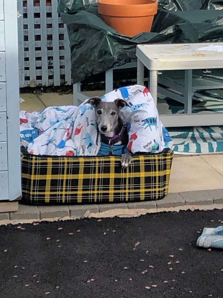 CazzaDumbles's tweet photo. Sonica the greyhound we adopted in June was diagnosed with osteosarcoma two weeks ago.  On Monday we came back from the vet without her.  Six years old and we only had her 4 months.  Life isn’t fair is it?  So I will be taking a break from twitter.  Love to you all. https://t.co/EkUJmq0tGb