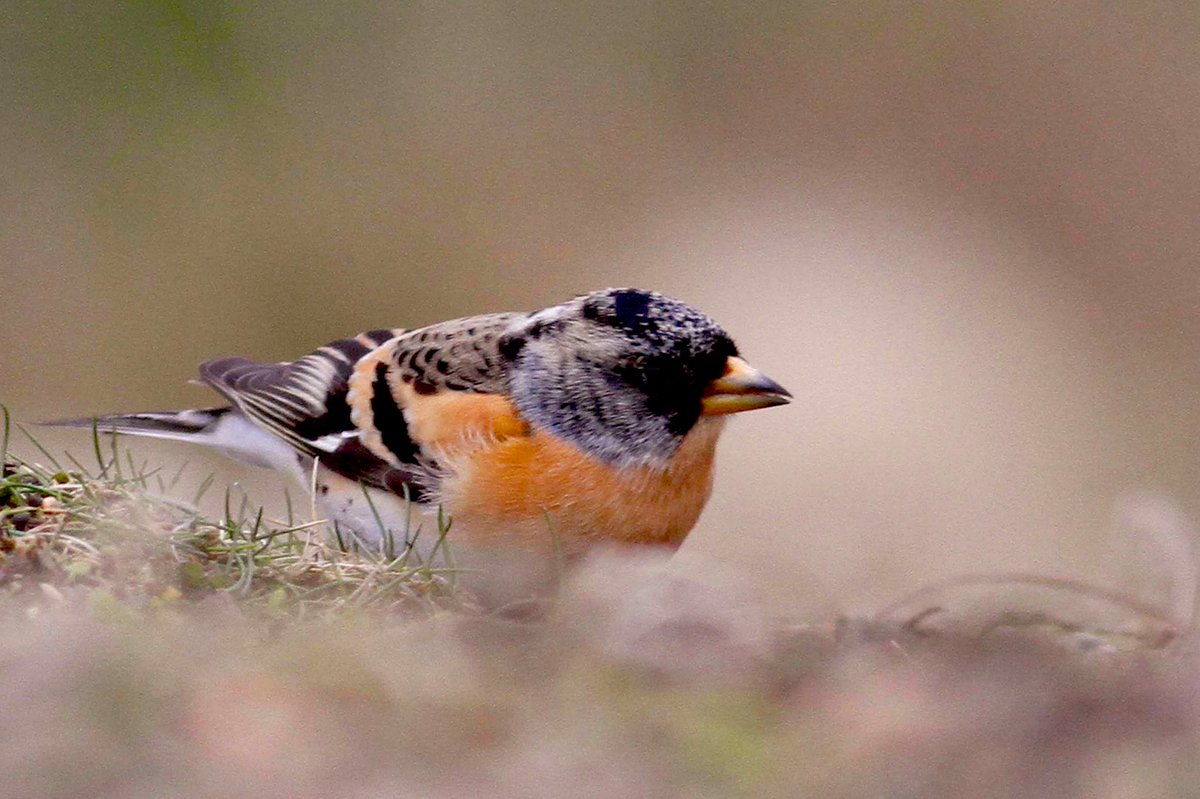 SumburghHead's tweet photo. It’s such a joy to help migrant birds as they make their way south for the winter. We’ve seen a flock of Brambling and a Redpoll refuelling on birdseed this morning. #FinchFest
Photo: Gary Bell. https://t.co/xu7Nj86m7Y