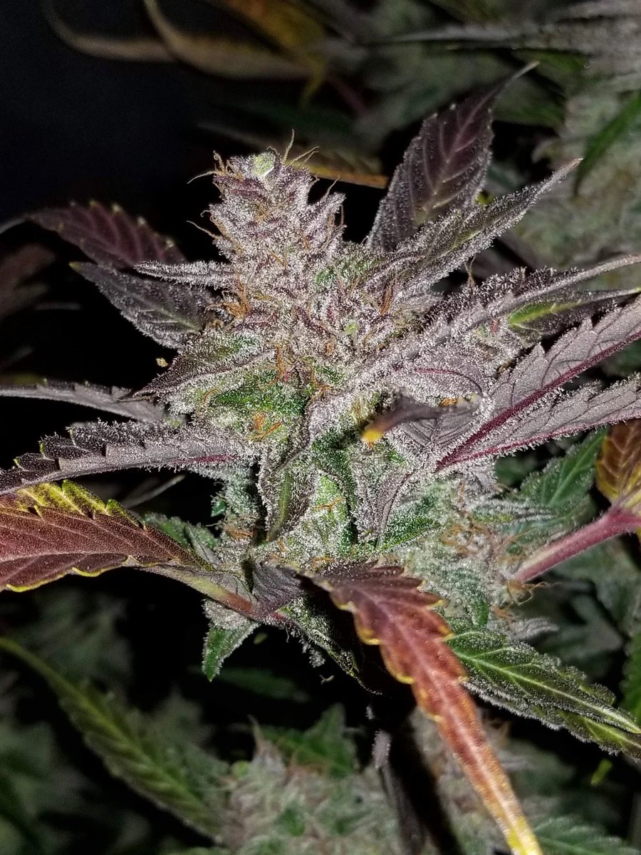 CannabisSeed_Co's tweet photo. Cream Cookies Auto Seeds By Fast Buds.

Cream Cookies Auto This Indica dominant strain grows no higher than 90cm, is easy to manage, and delivers potent, yet subtle Sativa highs accompanied by an overall relaxing Indica sensation. 

A potent strain with up to 23% THC. Kushy tastes showered in sugary terpenes make it a smooth smoke and reminds its users of the perfect combo; Cookies and Cream.

A mixture of colors made up of green bud, orange pistils, and purple hues all coated with sticky layers of resin, letting off pungent kushy sweet scents reminding its users of Cream and Cookies.
 
With average sizes of around 60-90cm, this strain has more of an Indica structure and an average internodal spacing. The plant will develop a large main cola with some side branches, all glistening with resin and with some leaves boasting light reddish colors after flush.

Breeder: Fast Buds Seed Type: Autoflowering Feminised Genetics: Cream Cookies Auto Indica/Sativa: Mostly Indica Height: 60-90cm Smell: Kushy, sweet Harvest: 10 Weeks from seed
