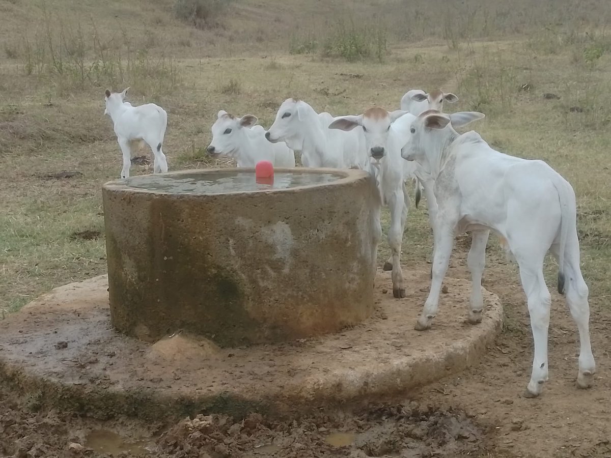 GeneticaAditiva's tweet photo. Produção do Rem Goiás nascendo na Fazenda Aguada, Município de Carlos Chagas/MG.
.
#remgoias #abcz #ancp #geneplus #geneticaaditiva #genomica #melhoramentogenetico #nelore #pecuariadeprecisao #pmgz https://t.co/ZT0E4a5khE