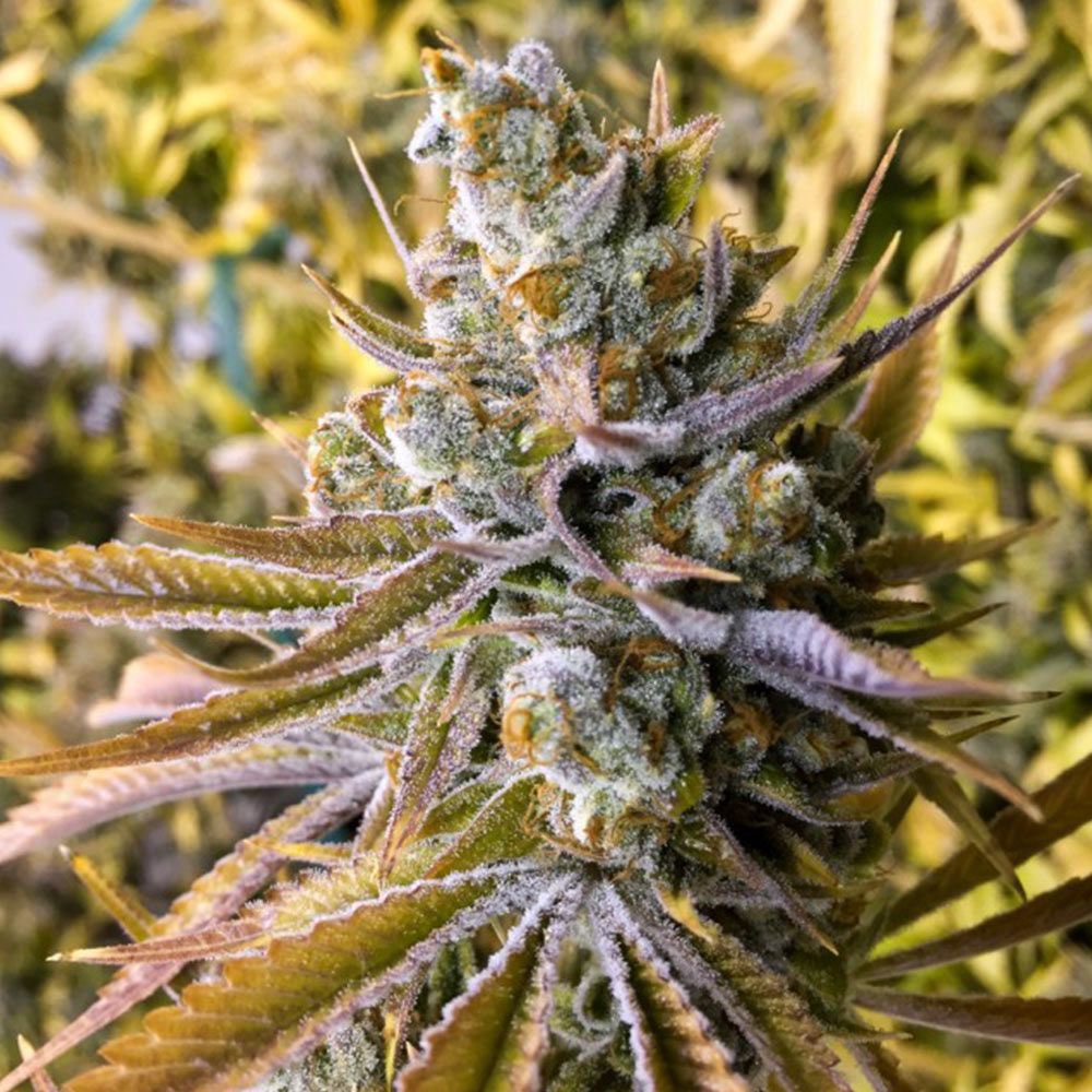 CannabisSeed_Co's tweet photo. Tangie Ghost Train Seeds by Little Chief Collabs.

Tangie Ghost Train, the inaugural super strain from Little Chief Collabs, has been created through a collaborative effort between top seed companies.

This hybrid marvel is a result of crossing DNA Genetics’ multi award-winning sativa, Tangie, with Rare Dankness’ equally exceptional Ghost Train Haze #1. 

When grown in a legal climate, Tangie Ghost Train showcased precisely what we had hoped for: a rapid-flowering, sativa-dominant hybrid that captures the finest attributes of both parent strains.

Plants of Tangie Ghost Train display vigorous growth, nearly doubling in height during the flowering cycle. For optimal results, trellising was employed to support these dynamic plants. 

The scent of this hybrid is unparalleled, emanating a delightful aroma of straight-up tangerines from the Tangie lineage, complemented by subtle notes of fuel from the GTH#1. 

As the buds mature, they are generously coated in silver trichomes, with bright orange pistils peeking through the crystalline cover.

The flavor profile is an exquisite continuation of the aromatic experience, with tangerines taking center stage, accompanied by the euphoric effects of Ghost Train Haze #1. Tangie Ghost Train delivers a delightful combination of flavors and effects, making it a must-have strain for enthusiasts

Breeder: Little Chief Collabs Pack Size: 6 Seeds Per Pack Flowering Time: 9-10 Weeks Genetics: Tangie (DNA Genetics / Reserva Privada) X Ghost Train Haze #1 (Rare Dankness) Yield: Medium to High Seed Type: Feminised