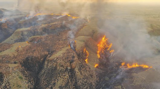 In the past five months more than 600 bushfires have been reported in the Kimberley and Pilbara regions - almost half of which are suspected arson.
Frustrated pastoralists are now urging State government to assist by proactively targeting and investigating those responsible 👇🏼