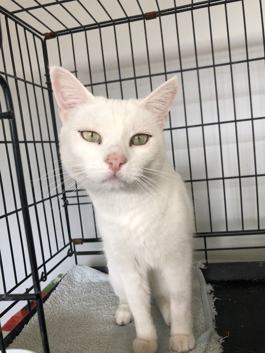 🐱SEÑOR FOG en ADOPCIÓN‼️
Un precioso gatazo blanco de pelo esponjoso. Vivía en una colonia felina pero un día apareció pidiendo mimos a los humanos. Es bueno, tranquilo y cariñoso, sin ser pegajoso le gusta estar acompañado. ¿No os parece guapísimo?
#ADOPCIÓN #gatos #Adopta