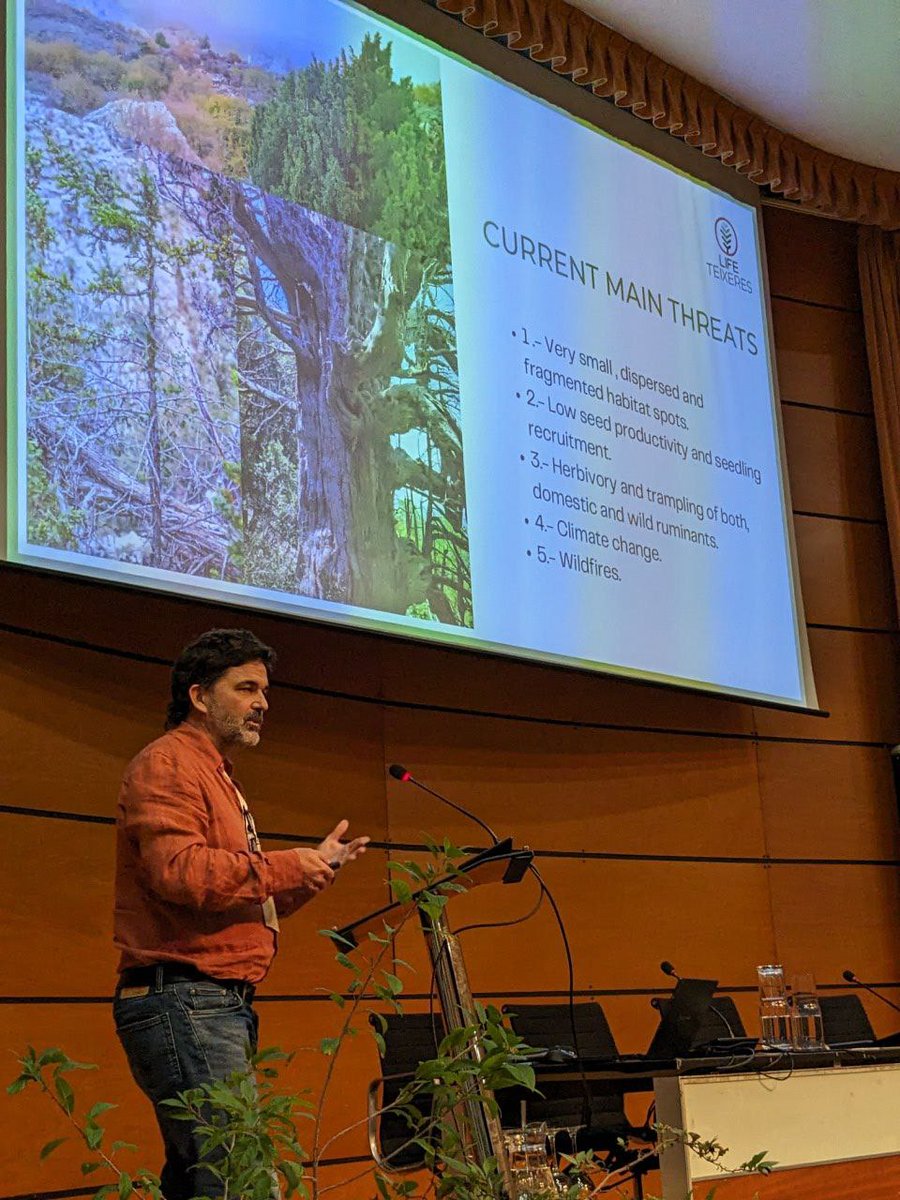 🌱 Our presentation at the 4th Mediterranean Plant Conservation Week, in the session devoted to the conservation of relict and mature forests: LIFE Teixeres project summarizes 30 years of Taxus baccata conservation in Valencia: the importance of the seeds.

#4MPCW