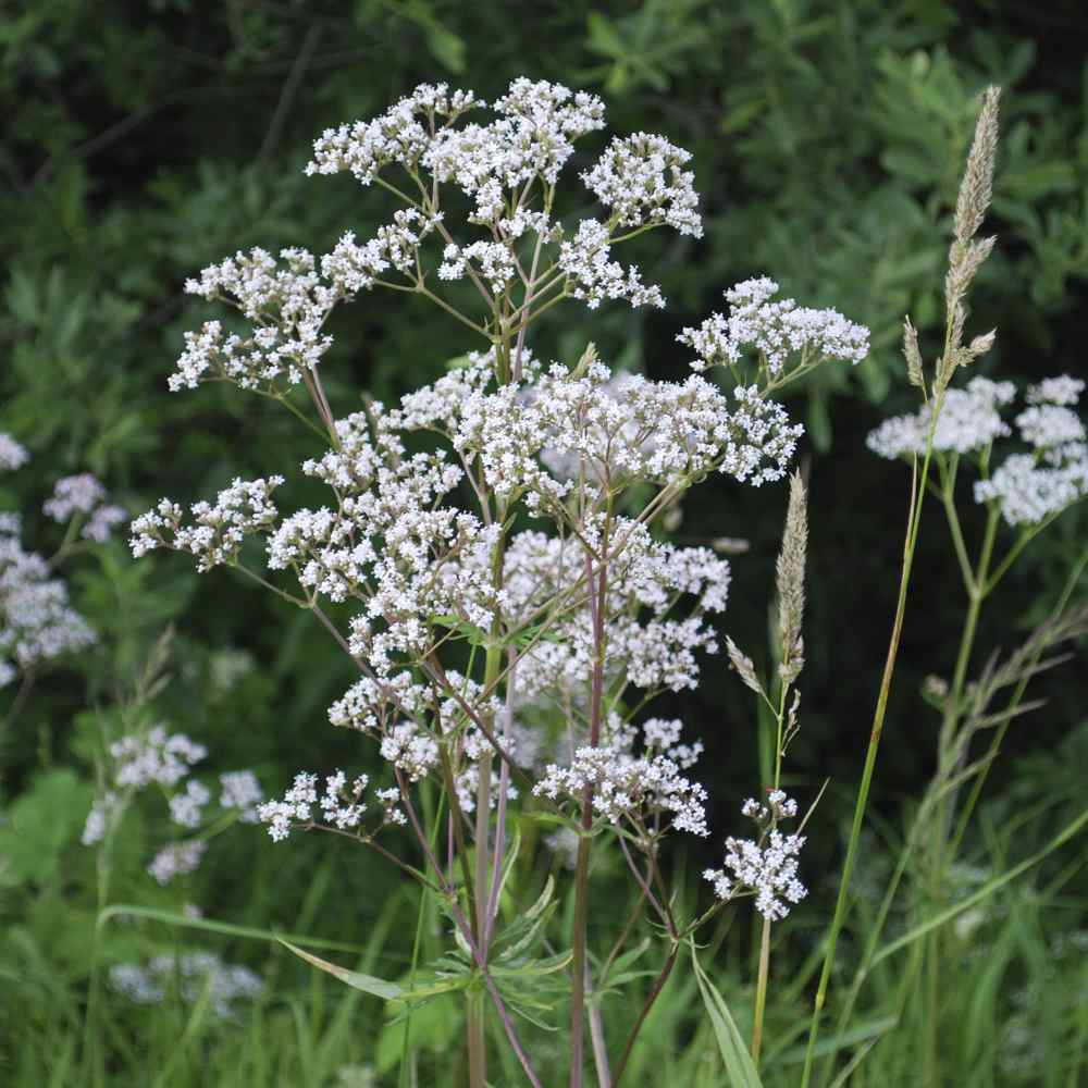 gransgardenseed's tweet photo. Anise Herb Seeds, (Pimpinella anisum) https://t.co/JFNp4ZNLDc
🍋🍋🍋Good tasting tea combo; anise leaf, apple, fresh ginger, ceylon cinnamon, lemon &amp; honey - yum yum!

#gardenseeds #GardeninginTexas #HerbSeeds #HerbGardening https://t.co/Yh0uJH7VDu