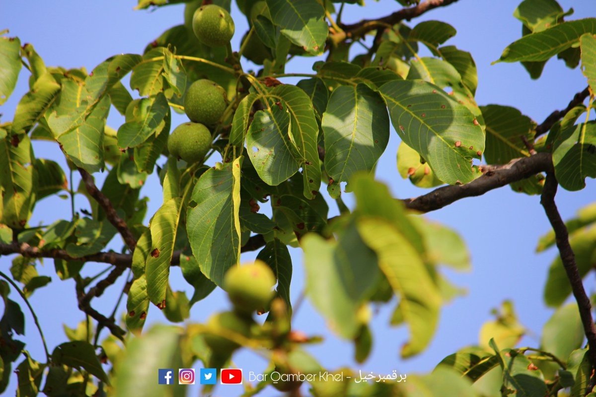 BarQamberKhel's tweet photo. Walnut - آخروٹ
وادی تیراہ میدان خیبر
#TirahMaidan #BarQamberKhel #TirahValley #Afridi #WalnutTree #walnut #آخروٹ #Photography #Nature #NaturePhotography https://t.co/RZBCfQe0MZ