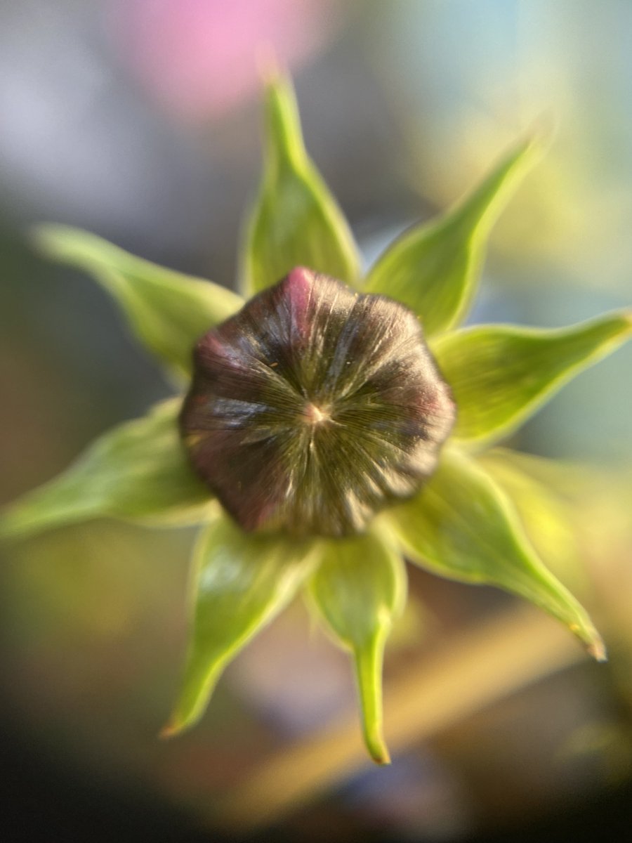 kfordacademy's tweet photo. GCSE photography students excelling using Macro lenses and exploring the theme of layers - well done all.
#aspiringphotographers #photography #macro #creative
@Kfordacademy @WinAcadTrust https://t.co/EFl2pYRbwS