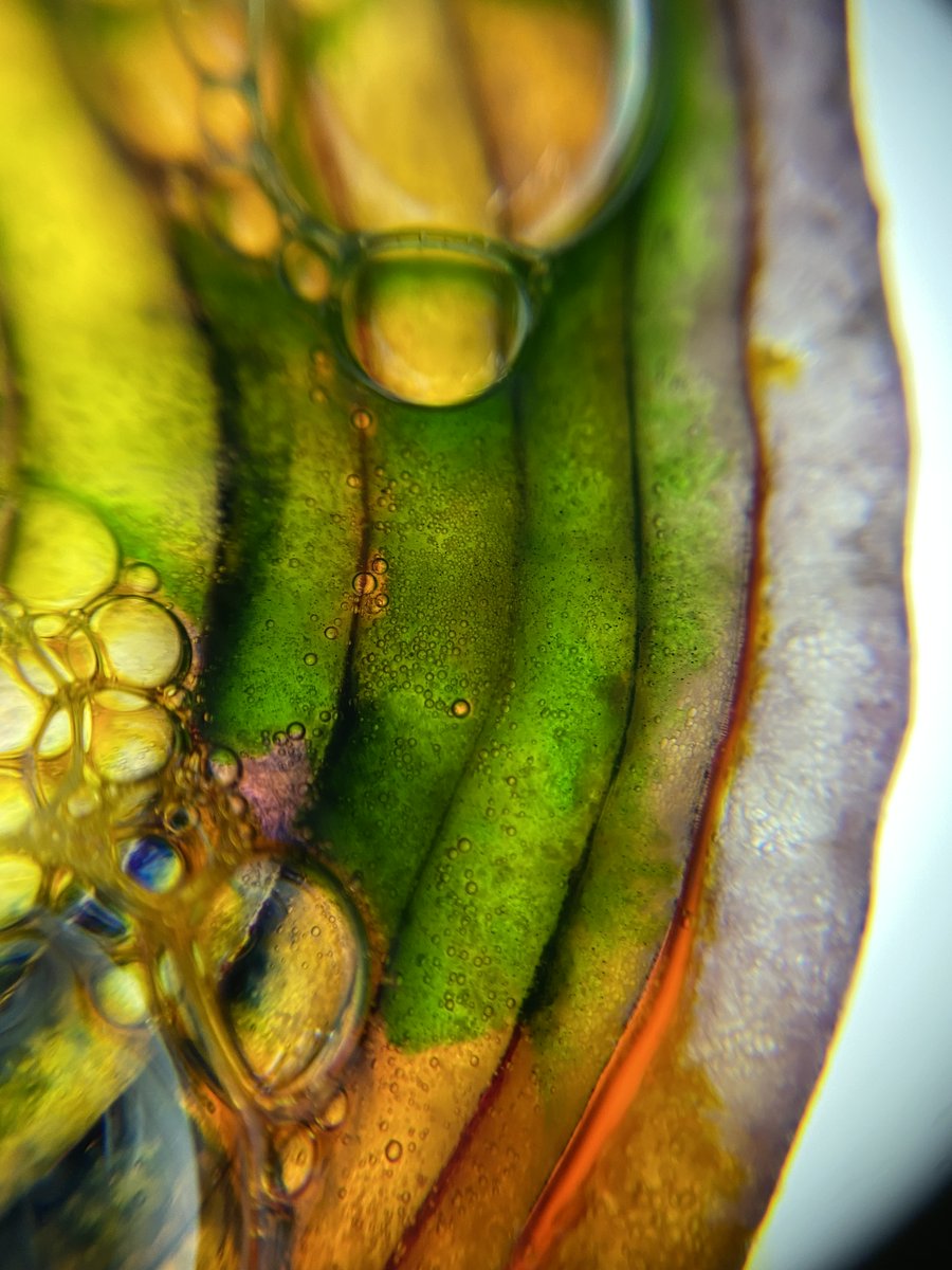 kfordacademy's tweet photo. GCSE photography students excelling using Macro lenses and exploring the theme of layers - well done all.
#aspiringphotographers #photography #macro #creative
@Kfordacademy @WinAcadTrust https://t.co/EFl2pYRbwS