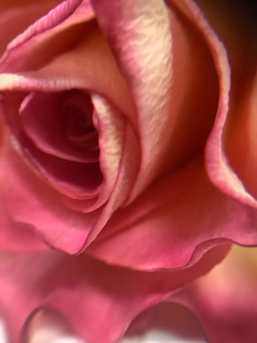 kfordacademy's tweet photo. GCSE photography students excelling using Macro lenses and exploring the theme of layers - well done all.
#aspiringphotographers #photography #macro #creative
@Kfordacademy @WinAcadTrust https://t.co/EFl2pYRbwS
