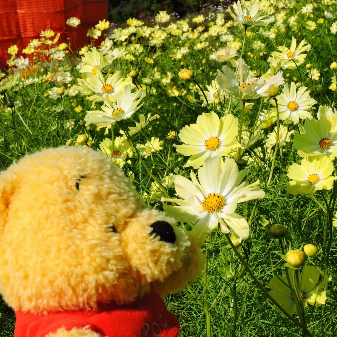 ChainMomopoke's tweet photo. 丘陵公園　行ってきたよ～(⁠*⁠´⁠ω⁠｀⁠*⁠) https://t.co/wvvdIWjYkb