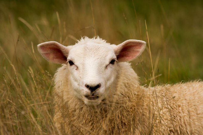Everyone desires to be in the top 1% of wealth but I just want to be in the 1% of people who aren&rsquo;t sheep