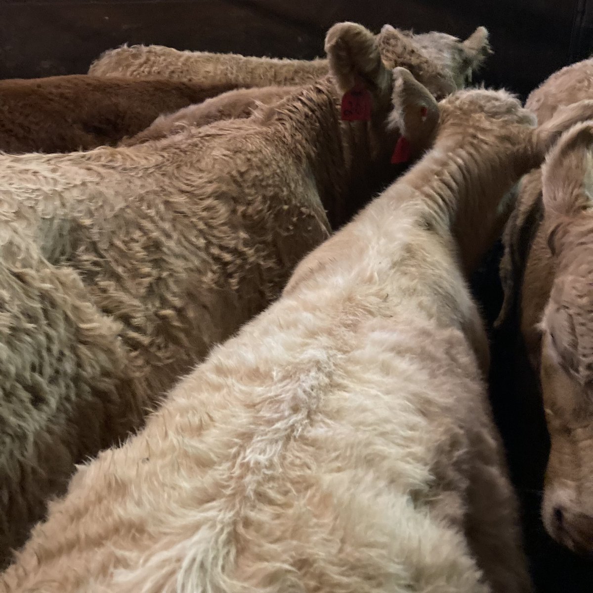 Our annual fall calf sale will be held on Thurs Oct 26, starting at 10am at our sales barn just south of #Wiarton. 

Please visit greybrucelivestockcoop.ca for more info, including who to call to consign cattle, and info about the calves you’ll see at Thursday’s #beef auction.