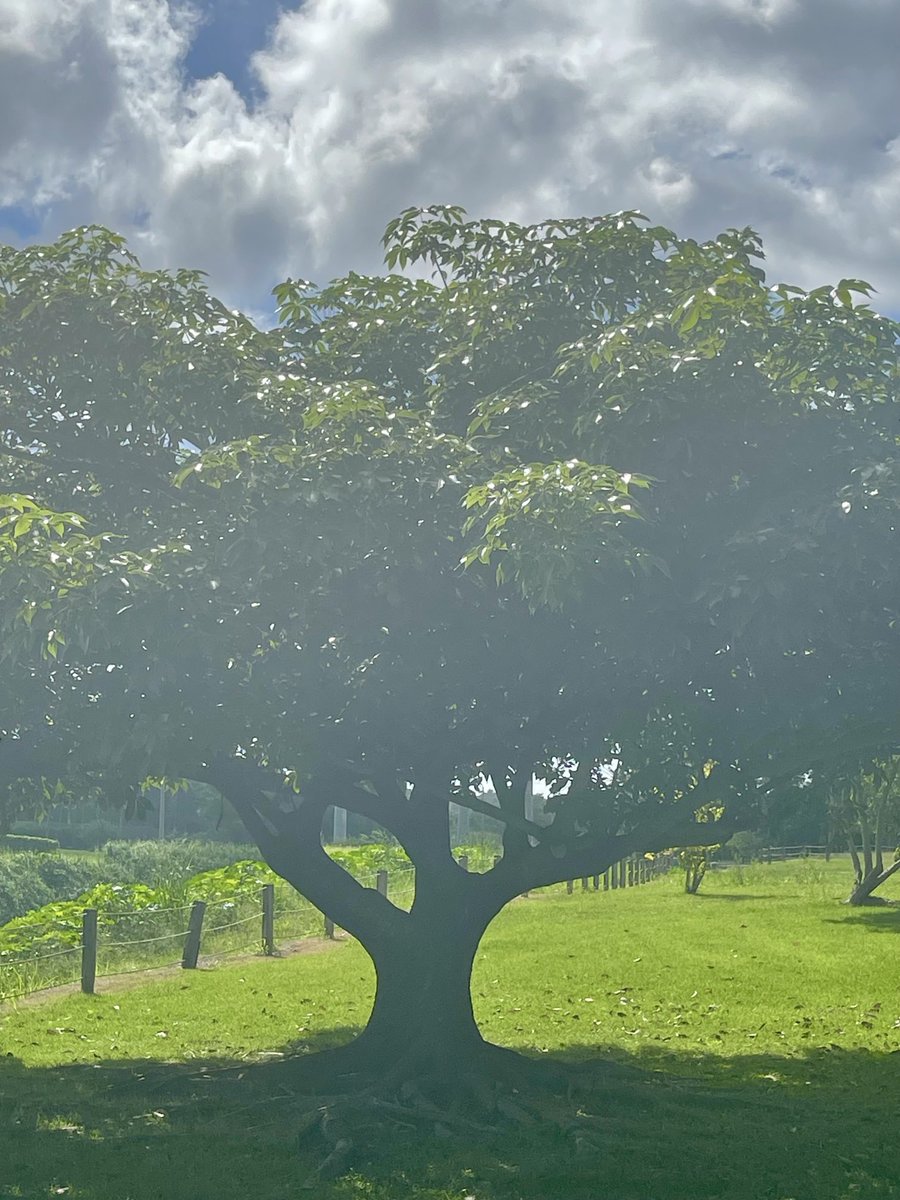 epintadorm's tweet photo. My lovely tree 🌳 today. #tree #walkingrunning #mymorning #nature #beautifulday https://t.co/gNqEx0syyh