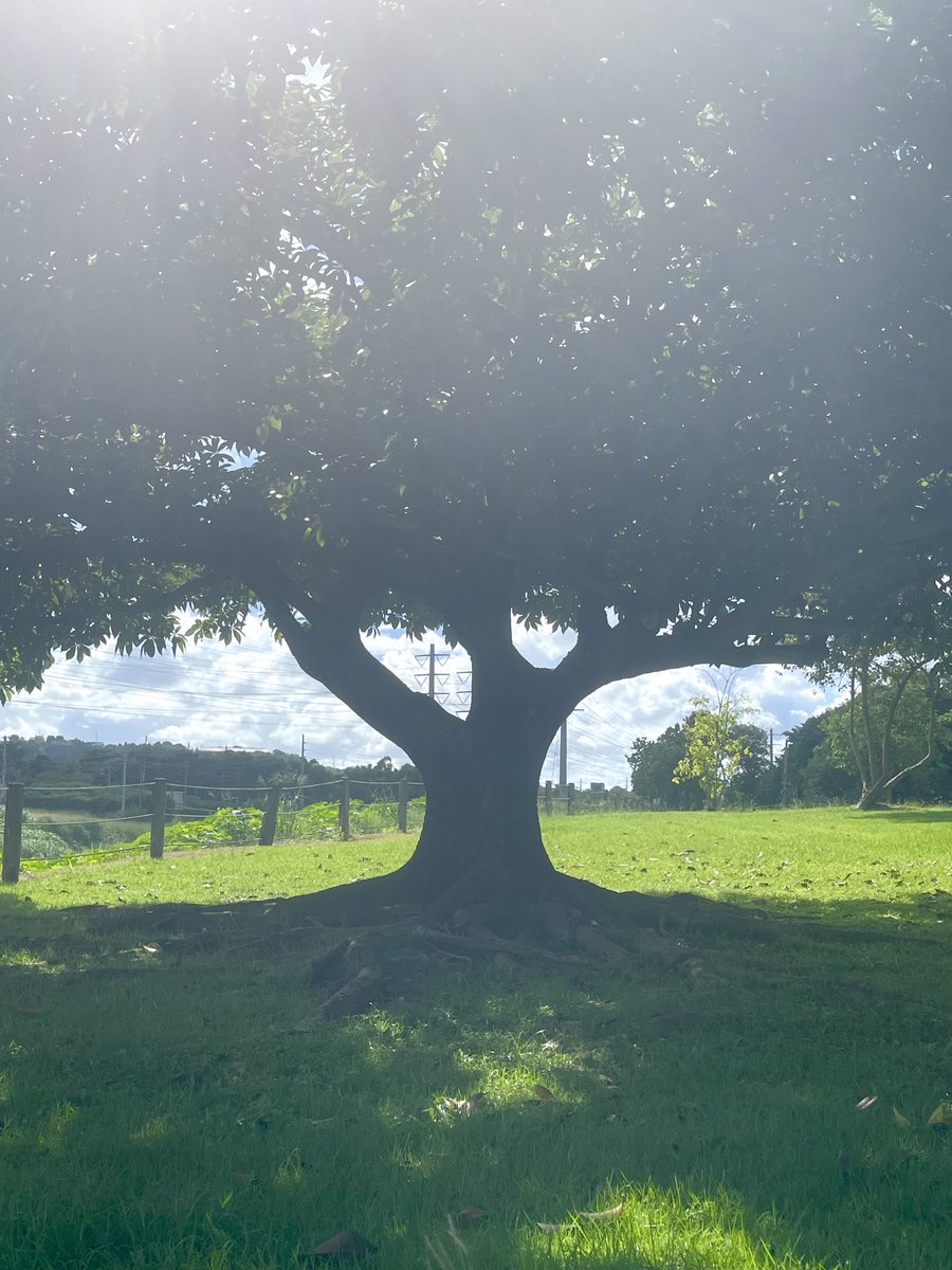 epintadorm's tweet photo. My lovely tree 🌳 today. #tree #walkingrunning #mymorning #nature #beautifulday https://t.co/gNqEx0syyh
