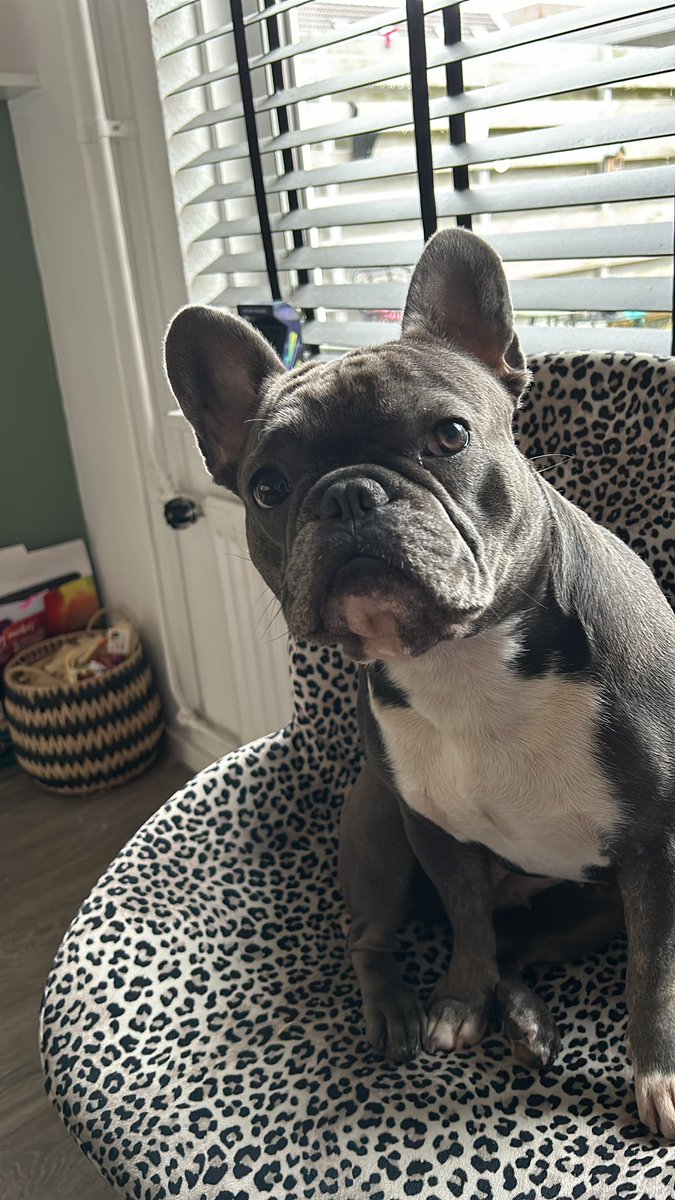 DominiqueGalaxy's tweet photo. Mijn beste vriendinnetje.. mijn kleine steun en toeverlaat 🥰 #bowie #frenchie https://t.co/CZa7g7x4Nn
