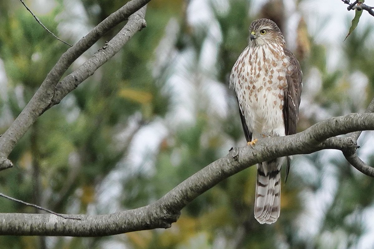 Sharp-Shinned Hawk perched at the edge of the forest.  
#birds #birdwatching #birdphotography #birdsofcanada #sonyrx10iv #sonyphotography