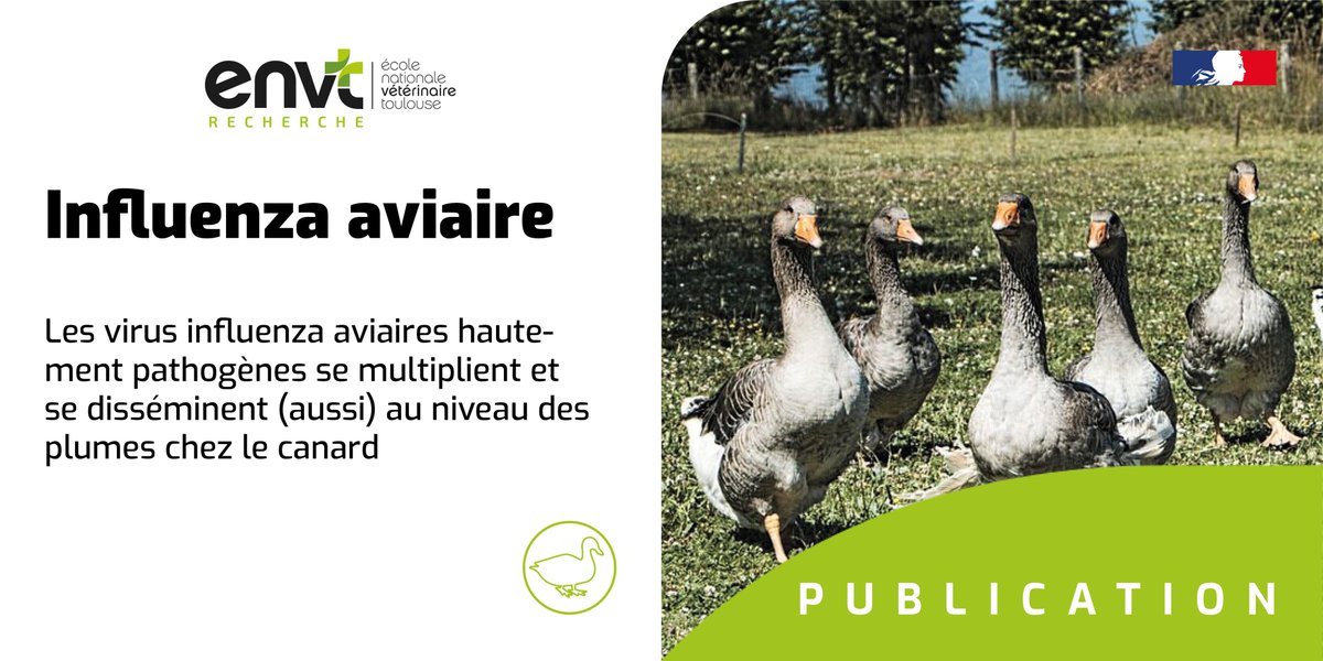 RECHERCHE - Des chercheurs toulousains de @UMR_IHAP (#ENVT/@INRAE_Tlse – Chaire de Biosécurité & Santé Aviaires) apporte un éclairage nouveau sur le tropisme viral et les voies de dissémination du virus influenza chez les canards. ➡️Lire : vu.fr/PKEO @tandfonline