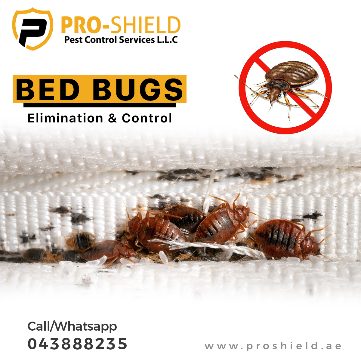proshielduae's tweet photo. Sleep Tight, Don't Let the Bed Bugs Bite!
https://t.co/qQWjJGVz7g

#pestcontroldubai #professional #pest #control #pestcontrol #dubai #dxb #dubailife #dubaipestcontrol #dubailifestyle #pestcontrolservice #pestcontrolservices #pestcontrolprofessionals #roaches #mice #bedbugs https://t.co/quw6rWDfQy