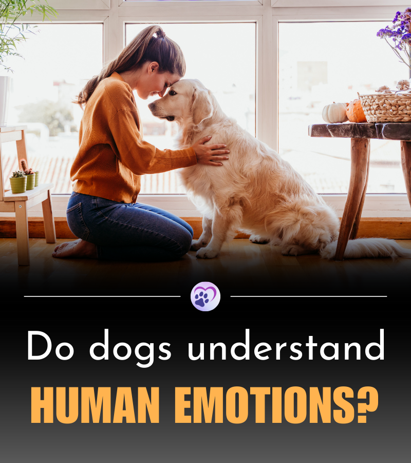 ThePetFactFiles's tweet photo. Dogs sense our emotions, offering comfort when we're down and sharing our joy with tail-wagging enthusiasm. 

Research shows they pick up on our feelings through expressions and body language. 

Let's celebrate this unique bond with our four-legged friends.

#DogsAndEmotions https://t.co/e4NwVacXgT