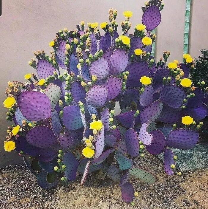InformaCosmos's tweet image. Existe una especie endémica de nopales morados, cuyo crecimiento está restringido a la Zona del Silencio en Durango, al norte de México; y al sur del Estado de Arizona, en Estados Unidos.

Los nopales de color morado pueden parecernos extraños, pero existe una explicación y tiene…