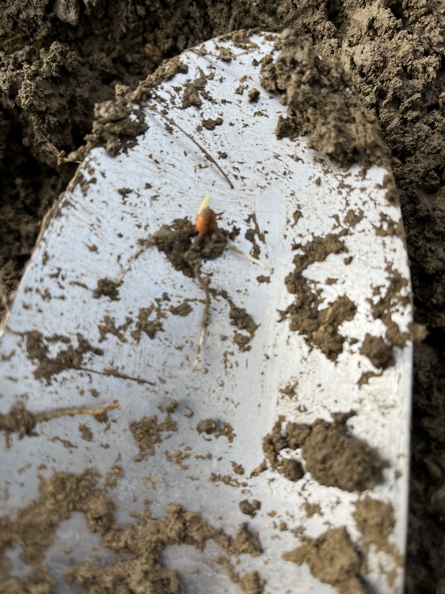 The 2023 slug battle is relentless! Pellets (applied 5 days ago before rain) are still visible and doing a good job. 
Recently planted crops are just striking and are vulnerable, particularly after chopped straw, osr and beans.
