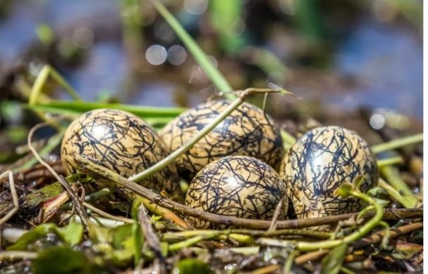 To all #touroperators and #tourguides.
Which Bird that lays these  eggs🥚?